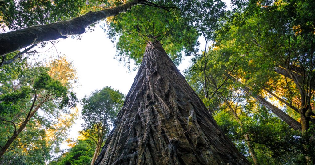 Index - Tech-Science - They photograph the tallest trees in the world before it's too late