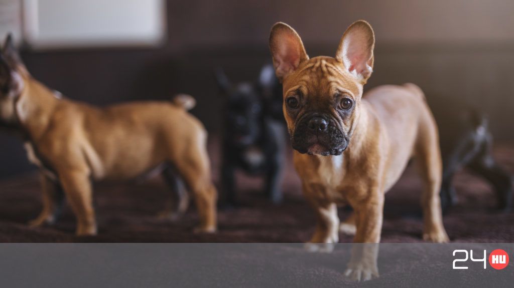 38 French Bulldog puppies are found on a plane in Toronto