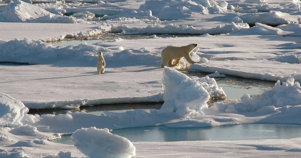 Indicator - Economy - Polar bears could cause oil production to fail in the Alaskan wilderness