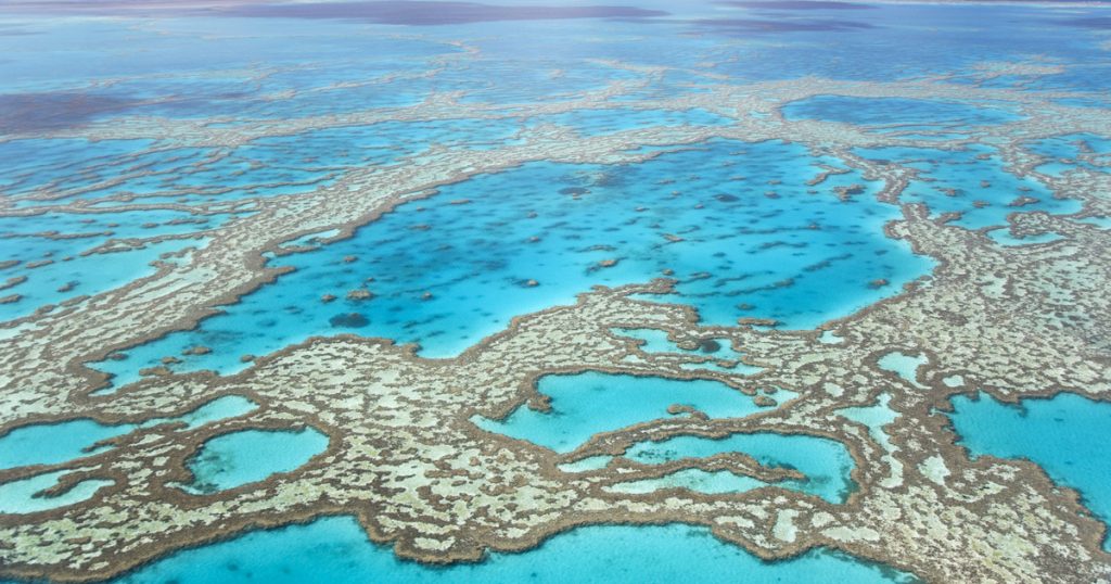 A very rare animal was born before the eyes of animal keepers on the Great Barrier Reef - Terrace