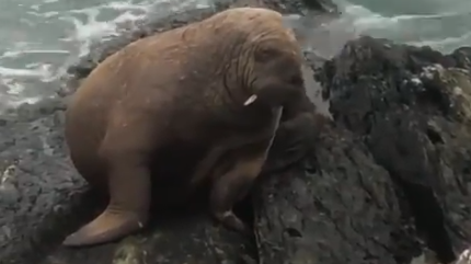 Walruses are seen sleeping on an iceberg off the coast of Wales, off the coast of Wales