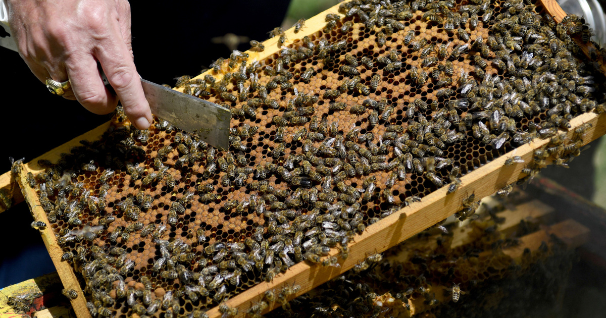 Index - Outside - A man found 15,000 bees in his car after shopping