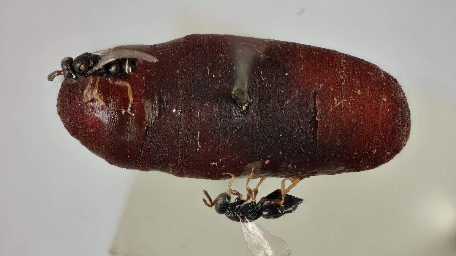 Like a foreign movie: Parasitic wasps evolve inside hosts