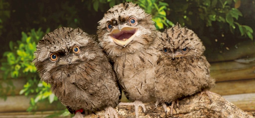 You will laugh!  It turns out what birds are the most attractive on Instagram