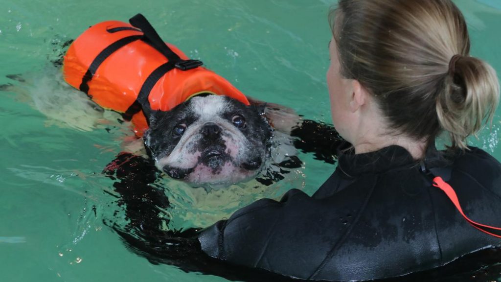Zsófi Tarján helps her sick puppy swim