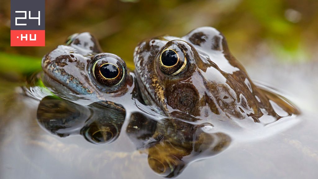 Chocolate frog species discovered in New Guinea |  24 h