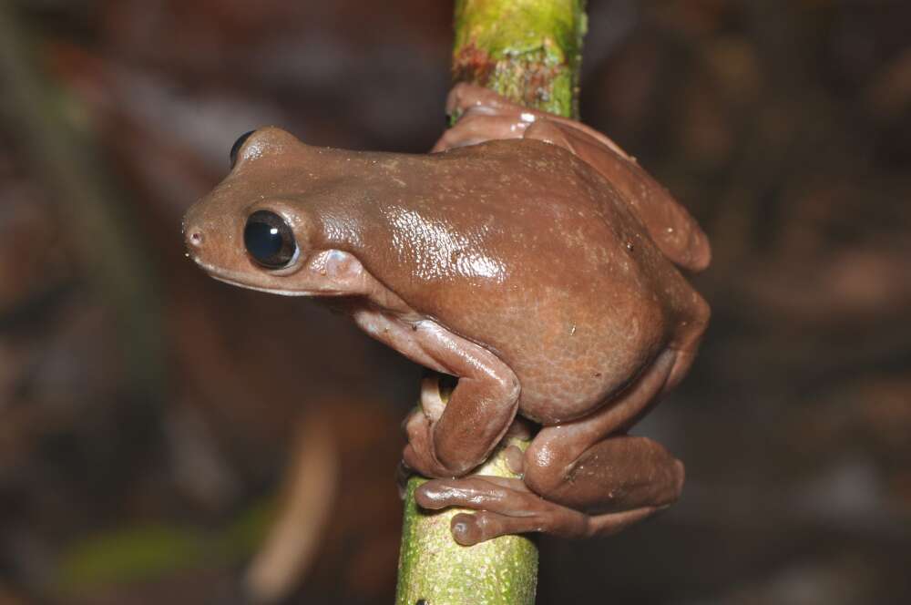 Chocolate frogs have been discovered in New Guinea