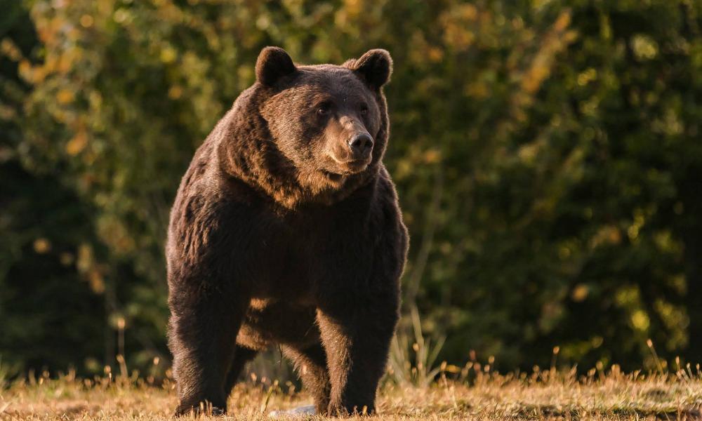Common words The largest European Union brown bear may have been shot during an illegal hunt in Romania