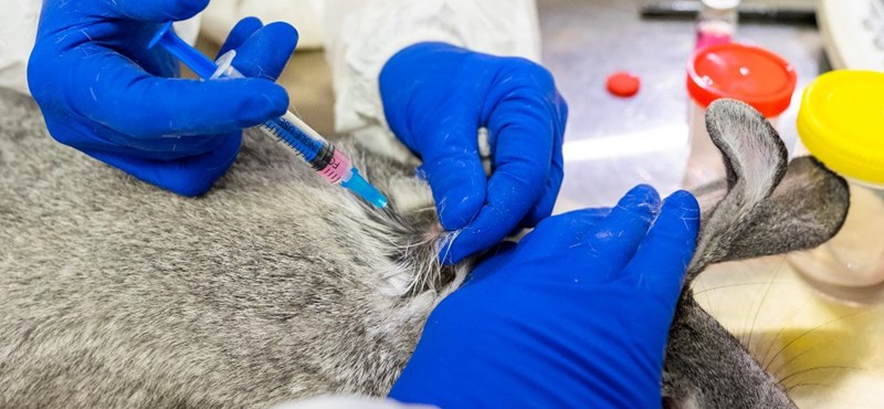 The first 17,000 doses of the animal coronavirus vaccine were released