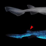 Scientists discover light sharks in New Zealand
