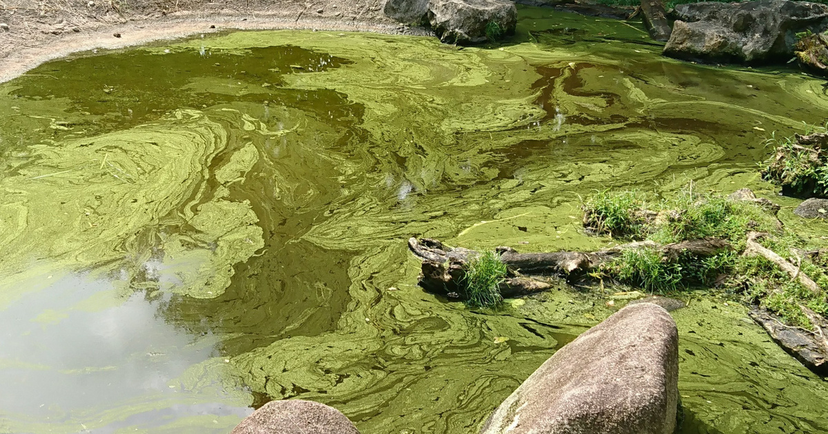 Catalog - Tech-Science - Deadly Japanese algae threatens the Riviera