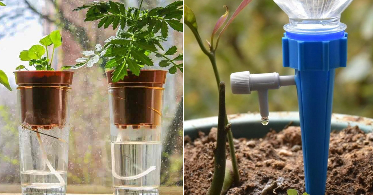 Don't dry out the flower while you're on vacation: 3 ingenious self-watering ideas to keep your plants alive