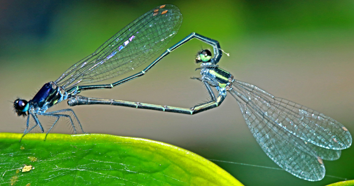 Index - Tech-Science - The danger of overheating dragonflies is extinction