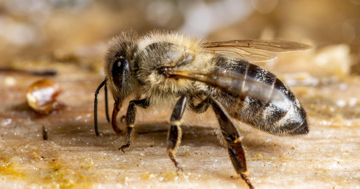Index - Tech-Science - If the bees are angry, their venom will be better