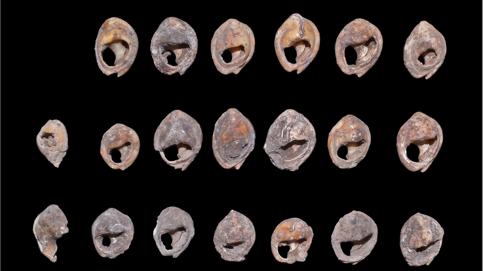 They found the oldest scalloped pearls in the world