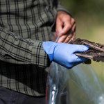We do not destroy our birds of prey in quantities measurable to any other European country