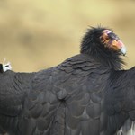 It is very rare in birds, but the huge condor eagle is able to breed virgins