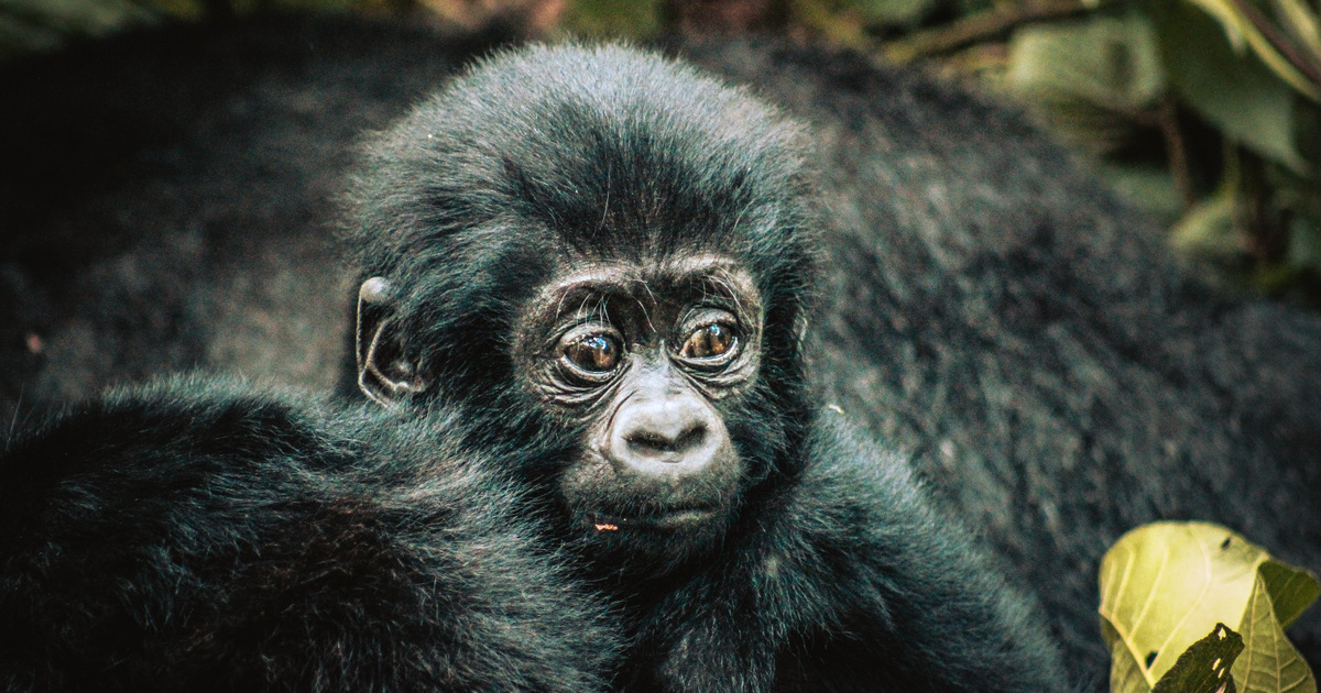 Catalog - Technical Sciences - Five times the number of mountain gorillas that have lived in Africa for forty years