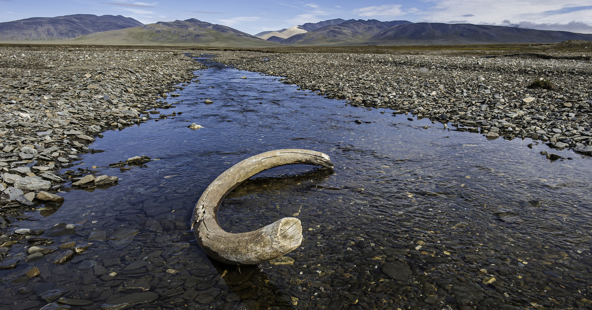 Catalog - Technical Sciences - Hungarian mammoths found at the bottom of the ocean