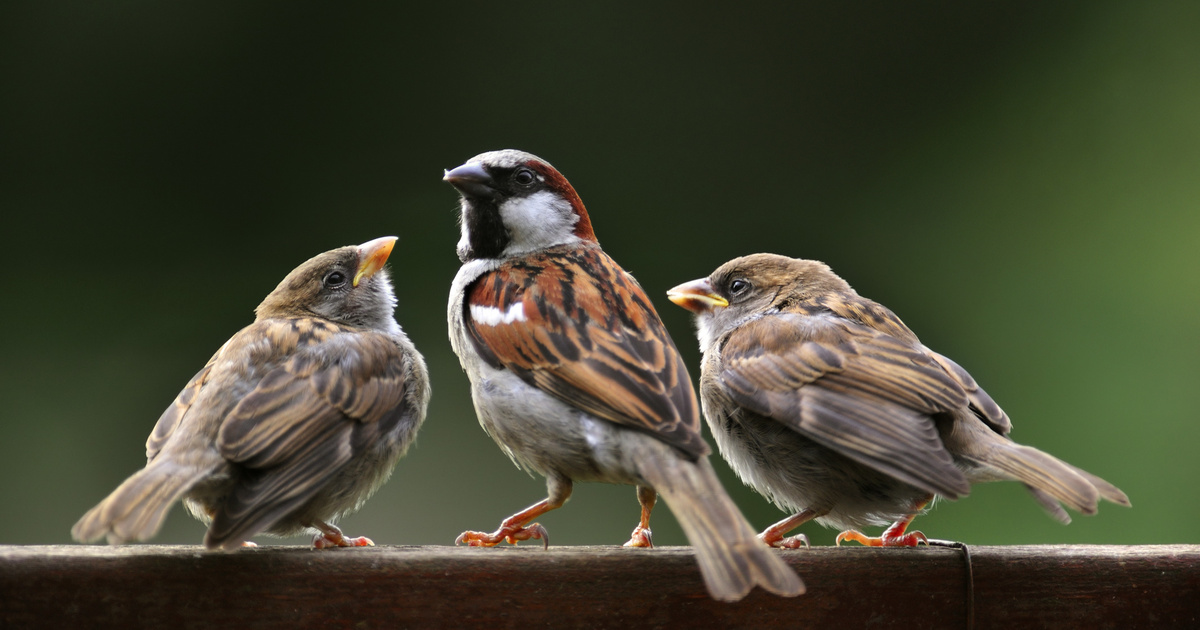 Index - Tech-Science - Since 1980, half of Europe's domestic sparrows have disappeared