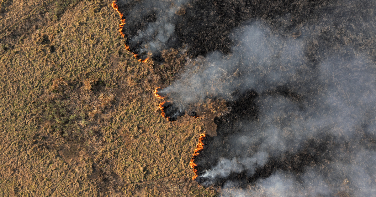 Index - Abroad - Brazilian apocalypse: 17 million animals killed in wildfires