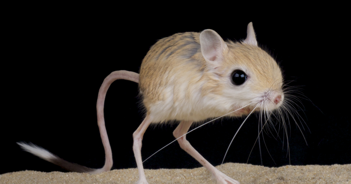 Index - Tech-Science - What made a jumping rat's legs so big?