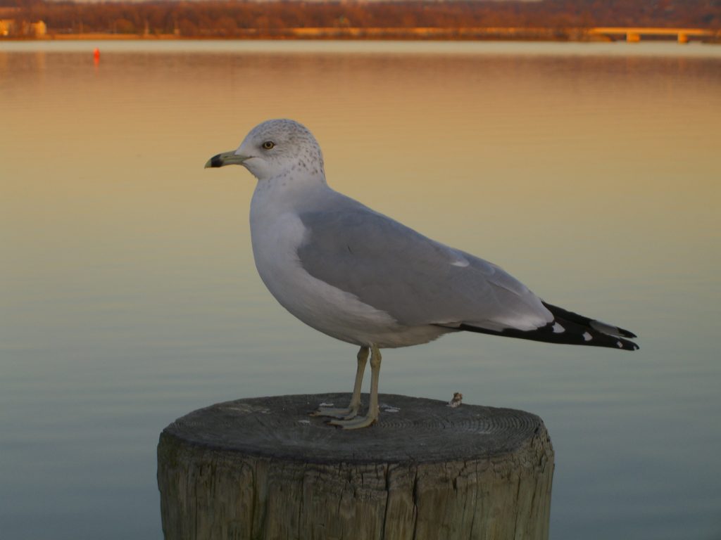 Seagulls may not be as stupid as we thought