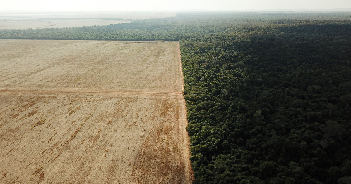 Index - Tech-Science - Deforestation is massive in the Brazilian savannah