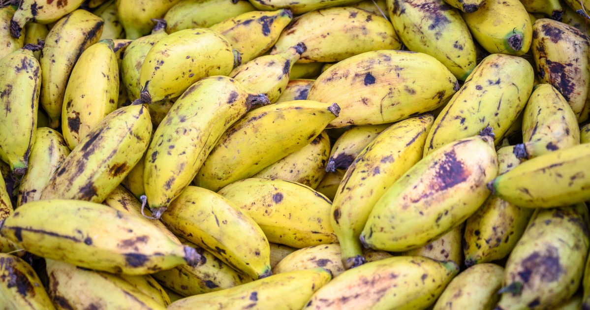 Index - Tech-Science - 'Fake bananas' could feed 100 million people
