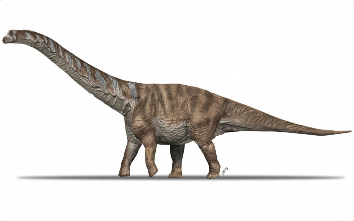 Huge bus-size dinosaurs migrated to Europe 70 million years ago compared to Magyarosaurus that lives here