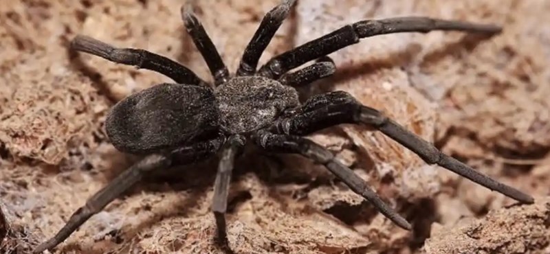 Science knows 45,000 different spiders - a new one has now been found