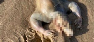 Did the body of an astronaut landed ashore in Australia?  Nobody knows what the mysterious monster could be - scary video