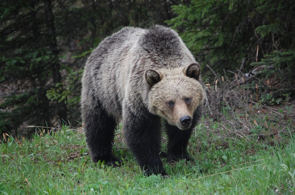 An Iranian man beat up a bear and arrested it
