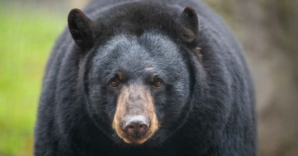 Index - Abroad - Five bears were found under a house in California