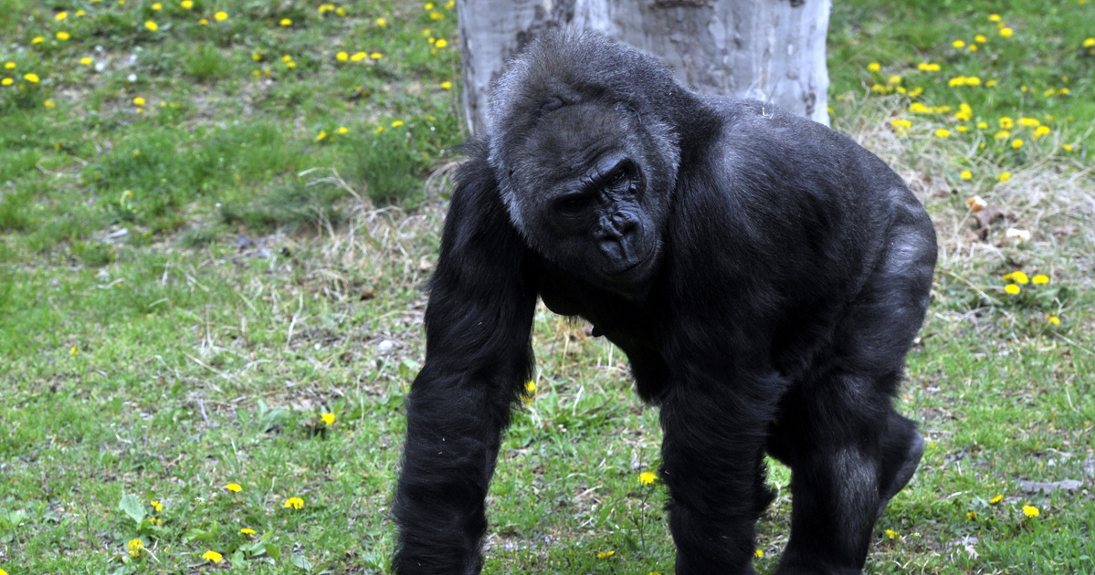 Index - Tech-Science - Lisel, Hungary's oldest gorilla, celebrates its 45th birthday today