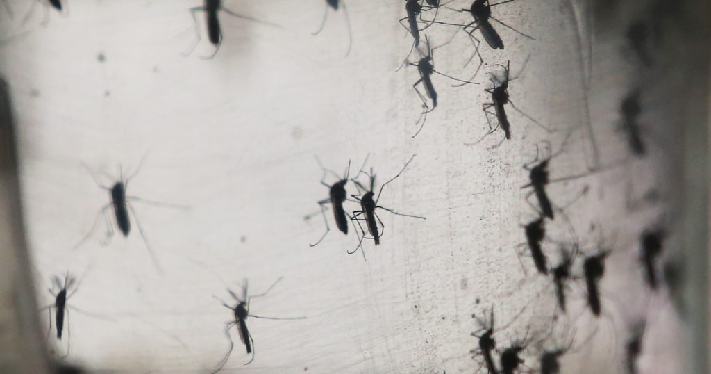 Index - Science - Hundreds of millions of mosquitoes spoil, and vampires can absorb viruses
