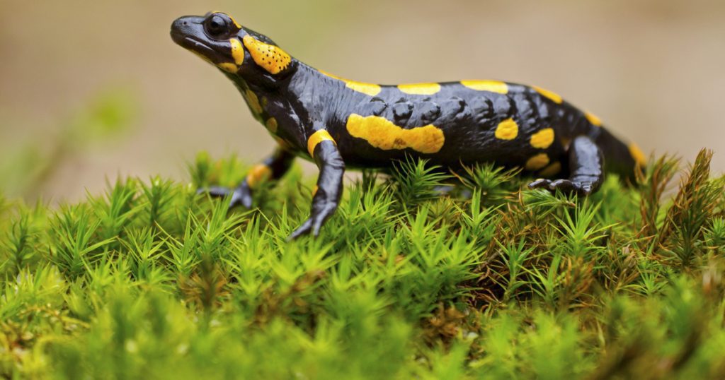 Index - Science - Uncover the secrets of the parachute salamander