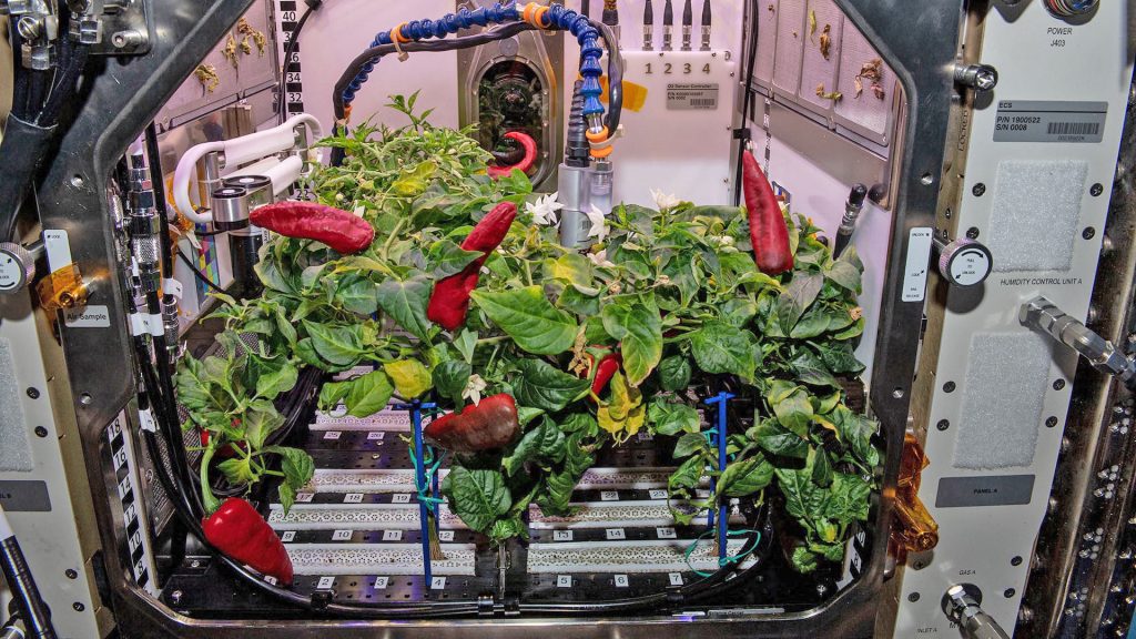 SpaceX astronauts harvested chili peppers and then returned to Earth