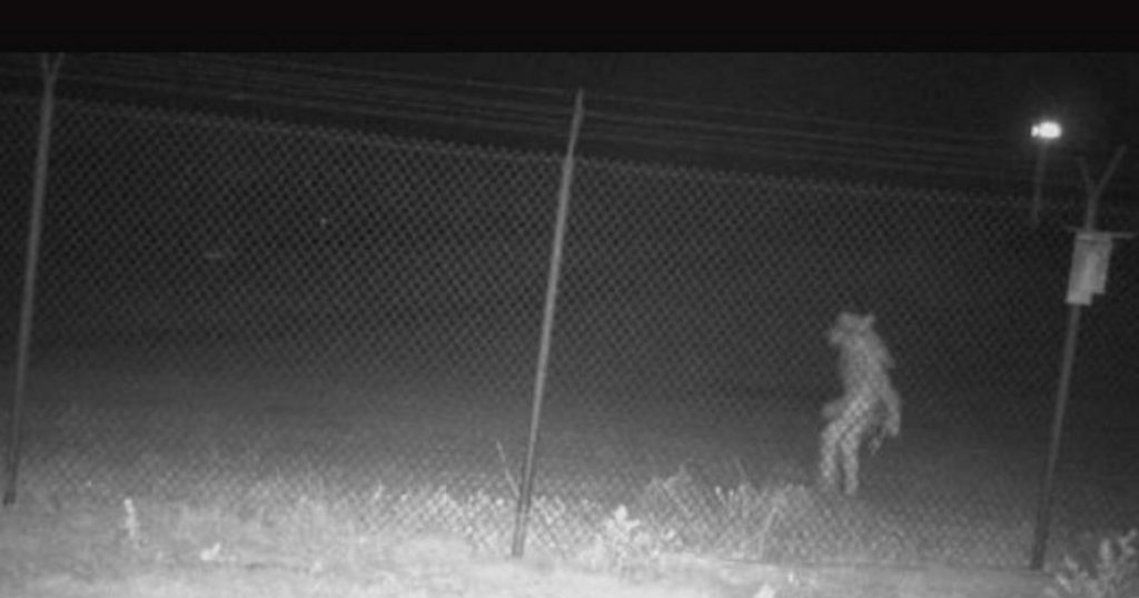 INDEX - Tech-Science - A never-before-seen monster was filmed next to a zoo
