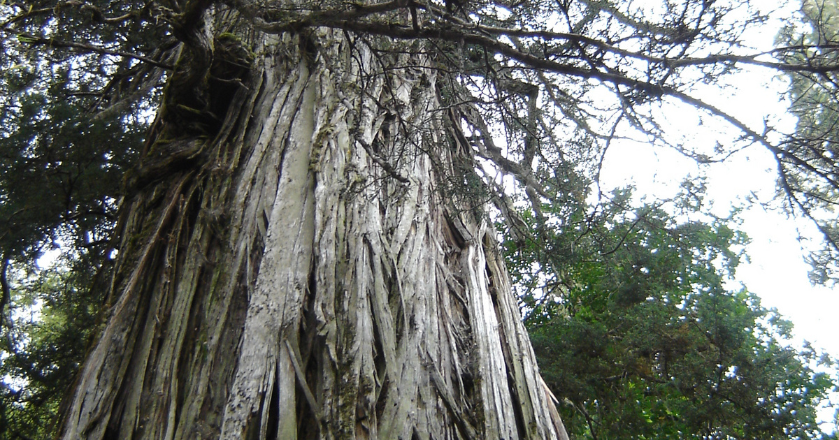 Index - Science - The oldest tree in the world may be about 5500 years old