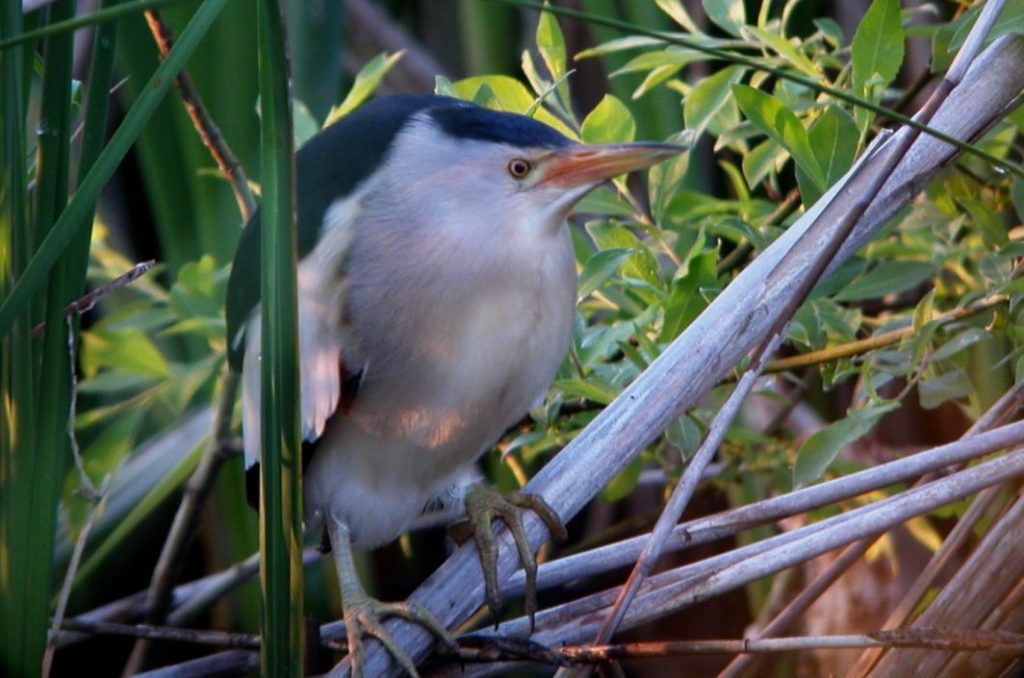 National Geographic’s smallest local heron