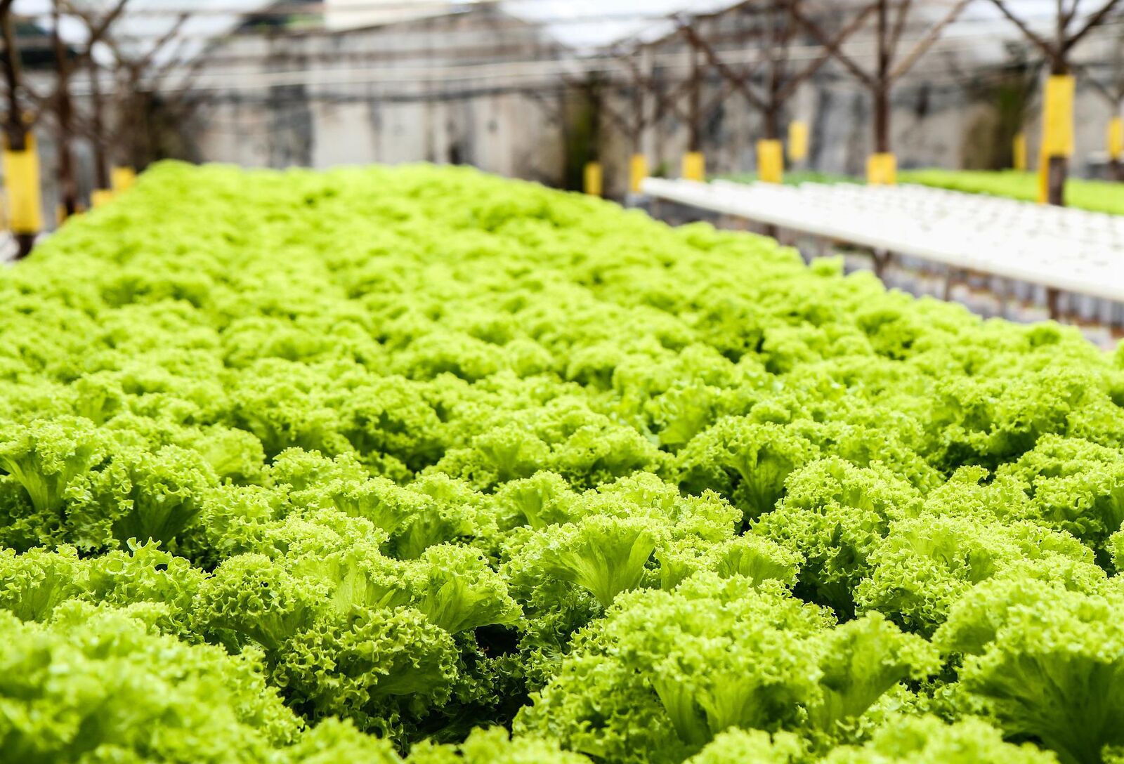 The UK's largest vertical farm has been given the go-ahead