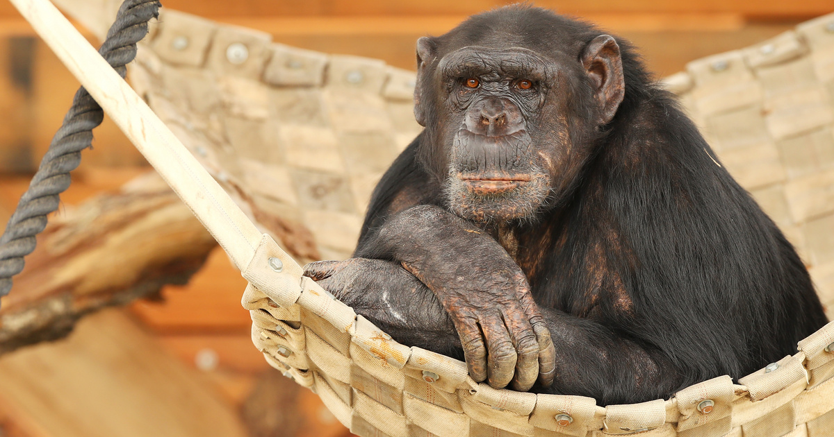 Index - Science - Chimps can talk too, but why don't they?