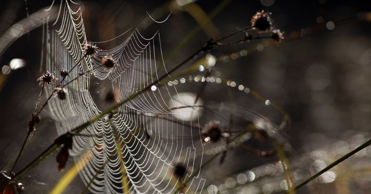 Index - Science - Microplastics are collected by spider webs