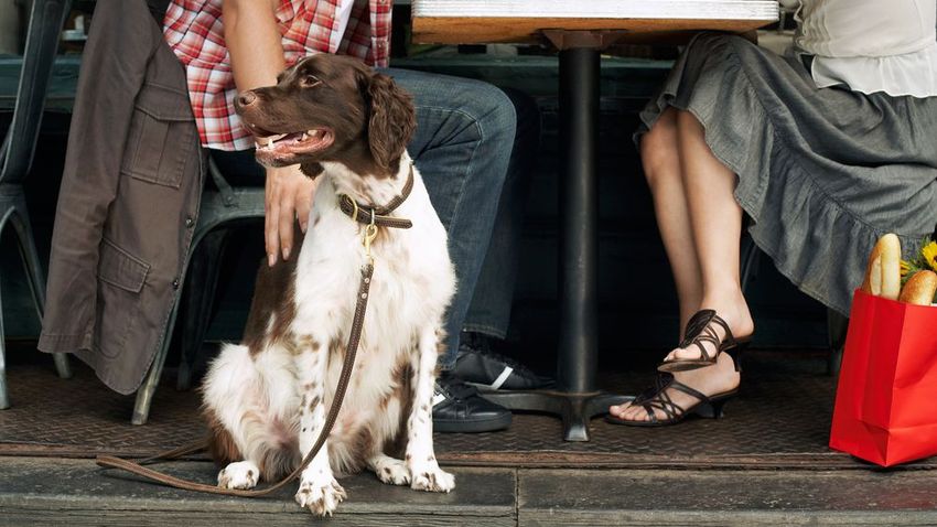 There are more and more dog friendly places