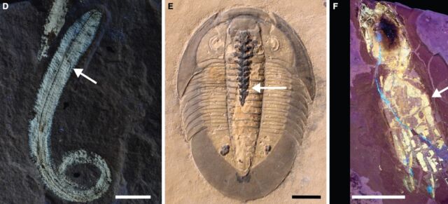 Other examples of phosphatidylcholine soft tissues in fossils are: (d) Phosphatidylcholinesterone polychordate;  e) Trilobites with phospholipids in the gut.  and (f) octopus vampires under UV light to detect tissue phospholipids.