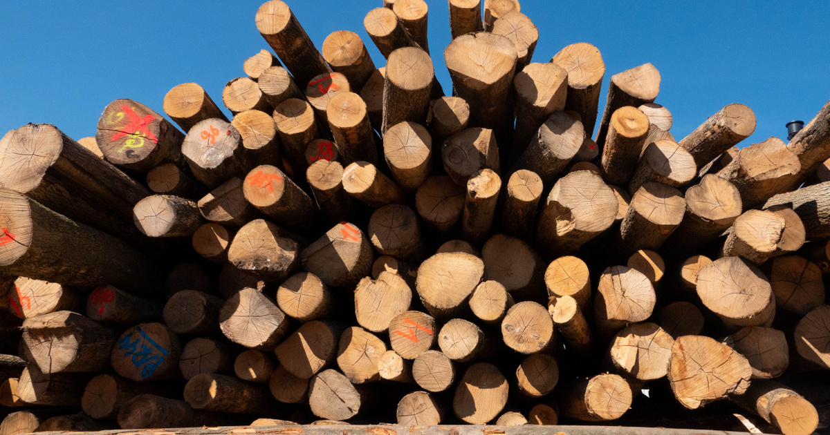 Index - Economy - Private forests can be the solution to the firewood problem