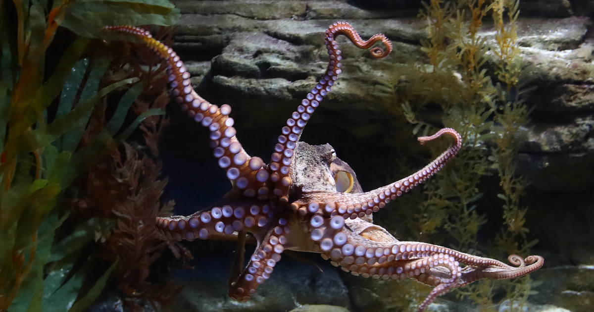 Index - Science - The most interesting creature is the octopus