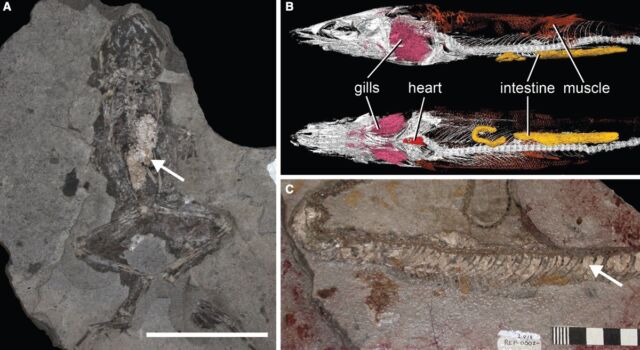 Examples of phospholipid soft tissues in fossils: (a) frog stomach with phospholipid vacuole;  (b) Micro-CT image of a bursa of a Brazilian fish with pharyngeal internal organs;  c) Colobrid snake with phosphate skin.
