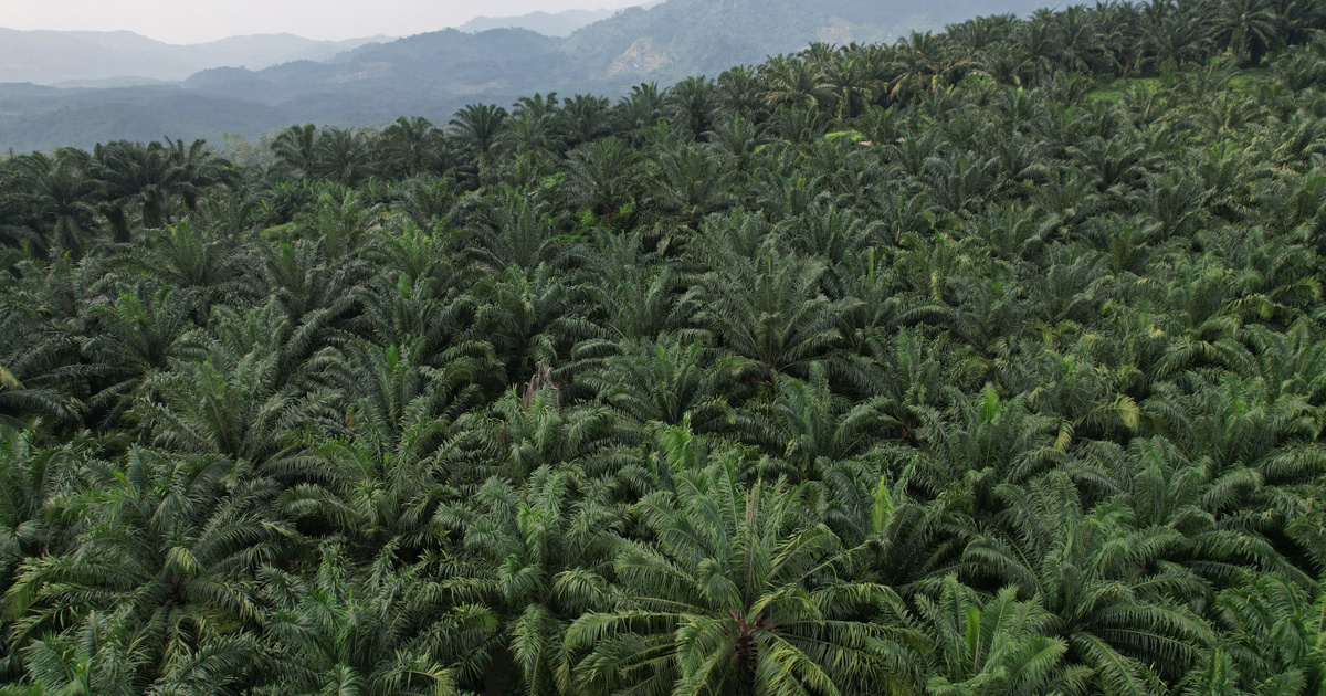 Catalog - Tech-Science - More than a thousand species of palm are threatened with extinction